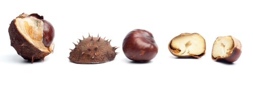 Preview: Conkers or horse chestnuts in capsule