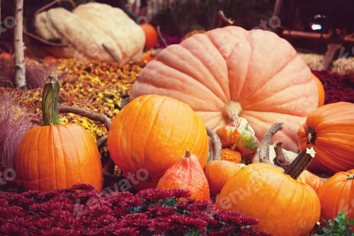 Preview: Pumpkin