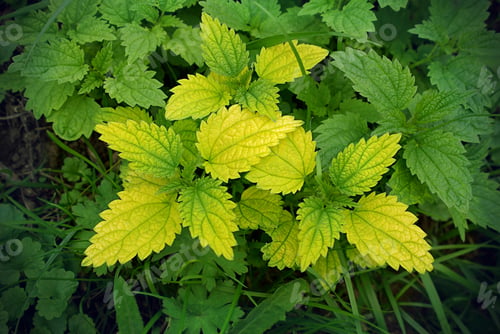 Preview: Green stinging nettle (urtica dioica)