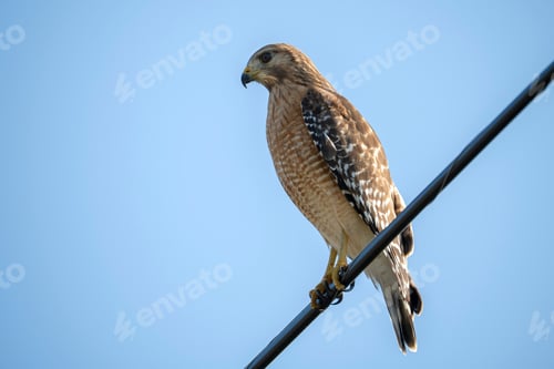 Preview: The red-shouldered hawk bird perching on electric cable looking for prey to hunt