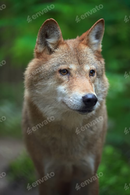 Preview: Wolf hunting in the forest