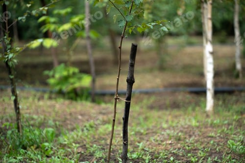 Preview: a new young tree growth in the park