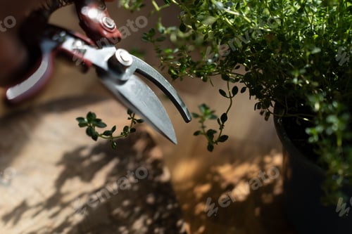 Preview: A view of fresh aromatic herbs thyme with scissors on a wooden table with copy space