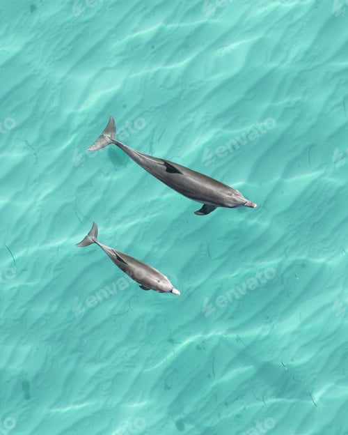 Preview: View of two dolphins swimming in clear turquoise water.