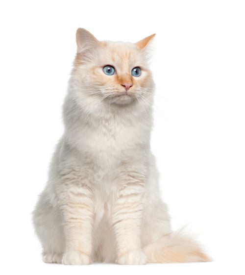 Preview: Birman cat, sitting in front of white background