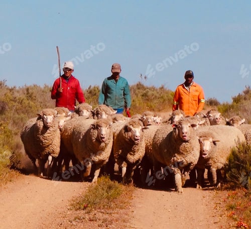 Preview: Three shepherds walk their sheep down a dusty road