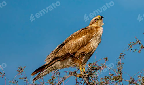Preview: Brown Hawk Perched on a Tree Branch: Scanning for Prey