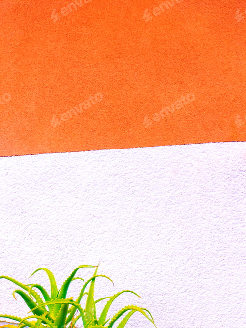 Preview: Aloe plant on city wall. Natural floral minimal background. Stylish aesthetic wallpaper
