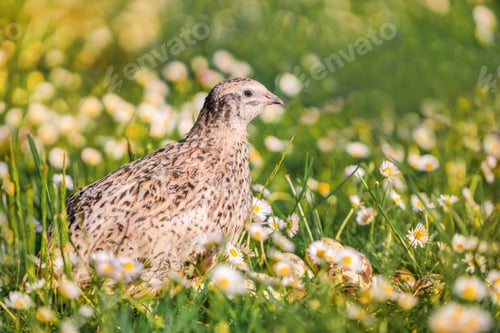 Preview: quail bird on grass, concept of ecological farm products