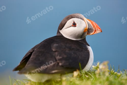 Preview: Puffin on Mykines cliffs and blue background. Faroe birdlife