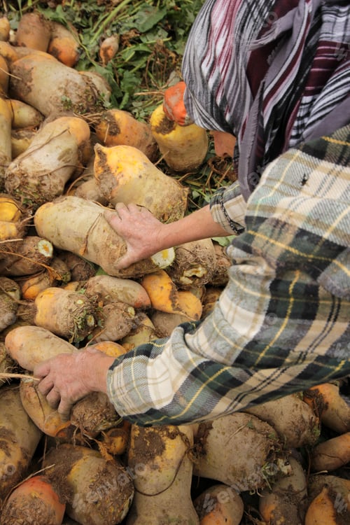 Hands Harvesting Fresh Sugar Beets in a Field