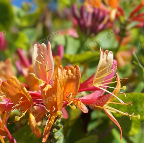Preview: Close up Honeysuckle flowers with impressive bicolor blooms of pink and white. Lonicera periclymenum
