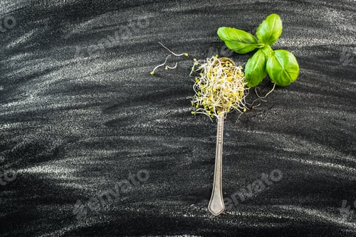 Preview: broccoli sprouts