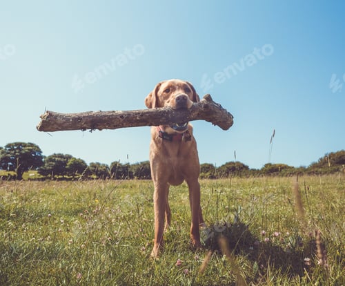 Preview: happy Labrador retriever dog holding big stick or log in its mouth for game of fetch in countryside