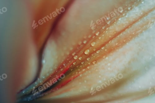 Preview: Background of macro flower