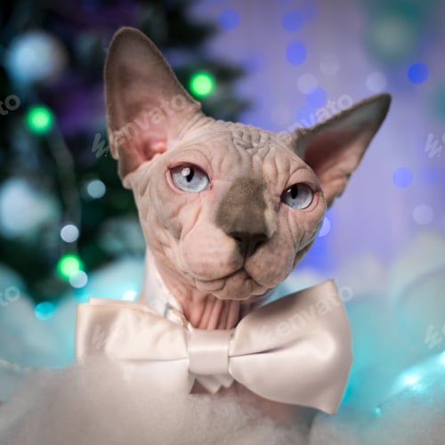 Preview: Close-up portrait of Sphynx Cat with bow tie against background of Christmas lights garlands