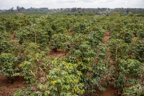 Preview: Coffee Farm Red Green Berries Seeds Plants Vegetation Farm Farming Landscapes Kenya East AFrica