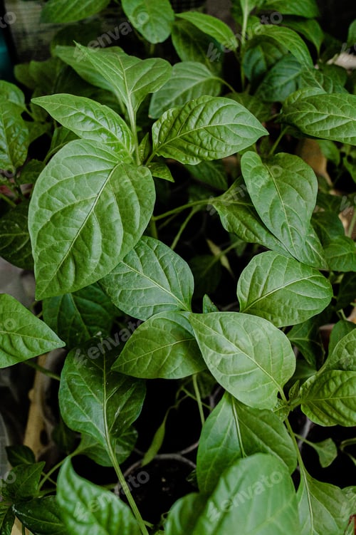 Preview: Growing seedlings at home
