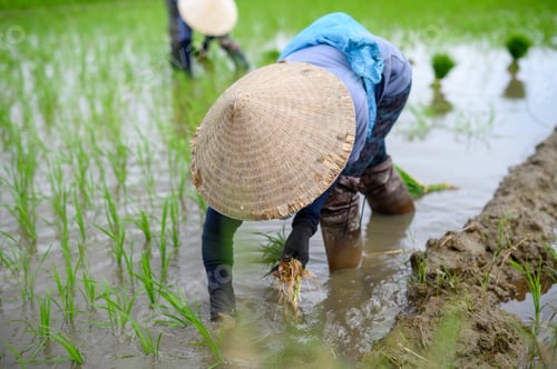 Preview: Anonymous farmer in cone hat collecting rice on water field in countryside