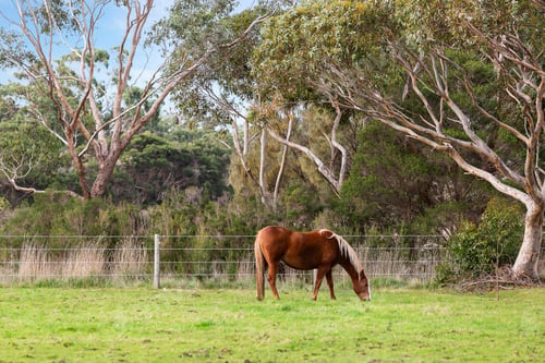 Preview: Horse in paddock
