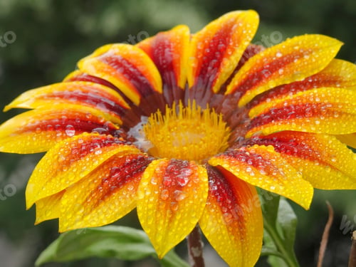 Preview: Macro shot of colorful daisy flower with water drops