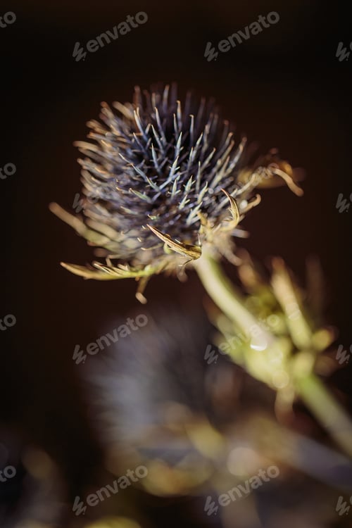 Preview: Thorn plunt with dew drops on needles on blurred dark background