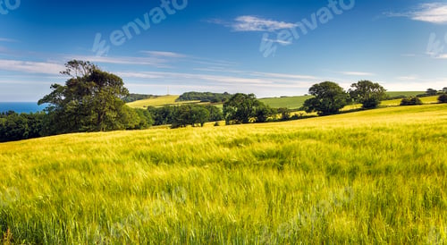 Preview: Summer Barley Fields
