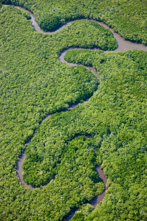 Preview: Aerial view of river running through tropical rain forest.