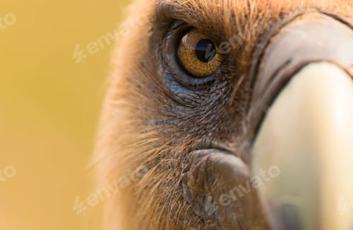 Preview: Eye and beak of vulture