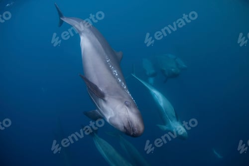 Preview: False killer whales swimming together, underwater view