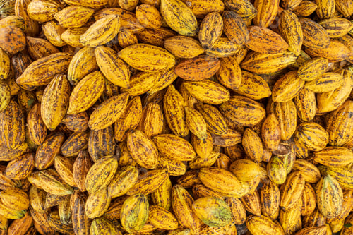 Preview: Cocoa beans and cocoa pod on a wooden surface.