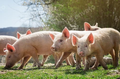 Preview: Young pigs grazing on green grass