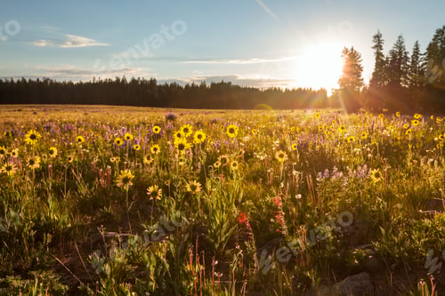 Preview: Mountains meadow
