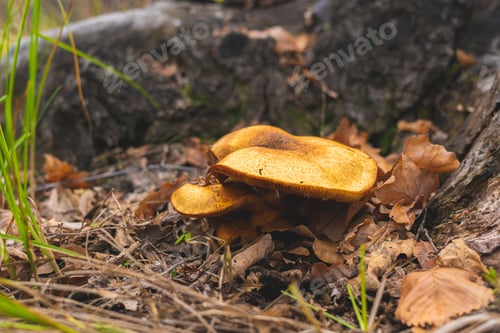 Preview: a raw mushroom grow on the side of the big tree in forest