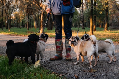 Preview: Dog walking. Professional dog walker walking dogs in autumn sunset park. Walking the pack array of