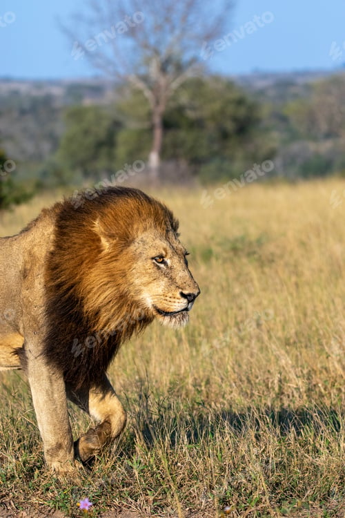 Preview: Lion, Panthera leo, male lion standing on grass.