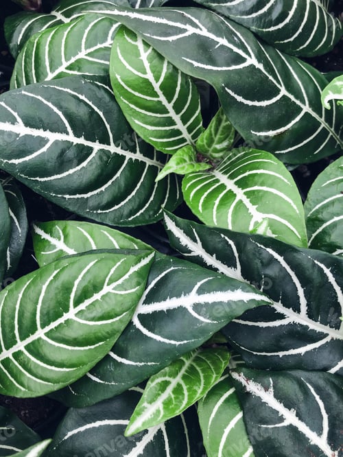 Preview: Closeup on a green zebra plant foliage