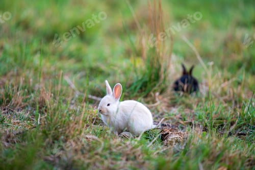 Preview: Cute white rabbit sitting in a grassy field with another rabbit in the background at the daytime