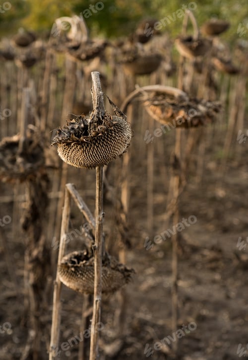 Preview: ripe dry sunflower in field waiting for harvest
