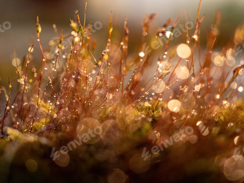 Preview: Natural background, banner. Abstract. Moss with water drops and bokeh in the background.