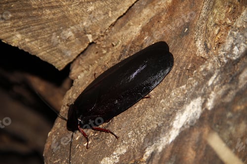 Preview: A beautiful black bug in the night visit to the Monteverde jungle. Costa Rica