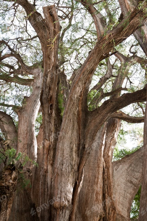 Preview: Tule tree in Mexico