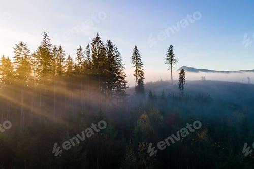 Preview: Foggy green pine forest with canopies of spruce trees and sunrise rays shining through branches in