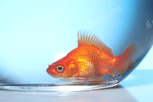 Preview: Gold fish swimming in aquarium with clean water on light blue background, closeup