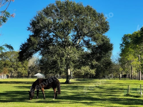 Preview: A beautiful afternoon in the countryside as a chocolate-brown horse feeds on the grass.