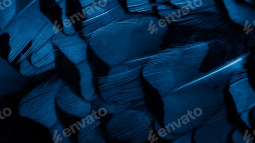 Preview: blue pheasant feathers with dark stripes. background