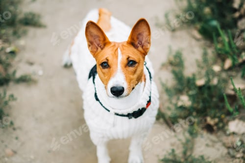 Preview: Portrait of basenji dog looking on camera while walking in a park.