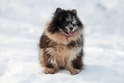 Preview: Pomeranian Spitz dog sitting on snow full size winter portrait, cute black marble tan Spitz puppy