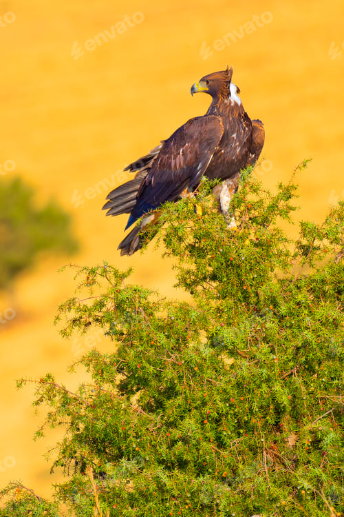 Preview: Golden Eagle, Mediterranean Forest, Spain