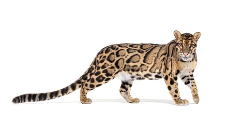 Preview: Profile of a Clouded leopard, Neofelis nebulosa, walking